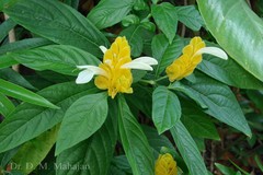 Pachystachys lutea